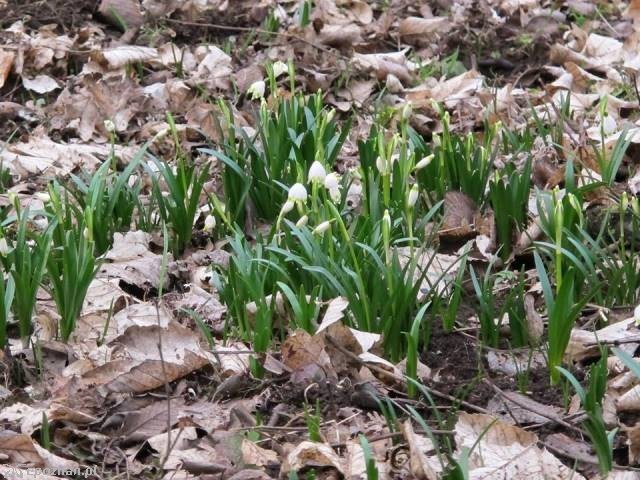 Zdjęcie z 6 marca 2016 | fot. UMiG Murowana Goślina