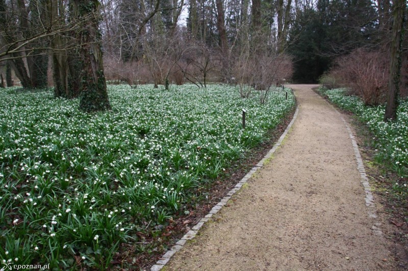 fot. Arboretum Kórnickie