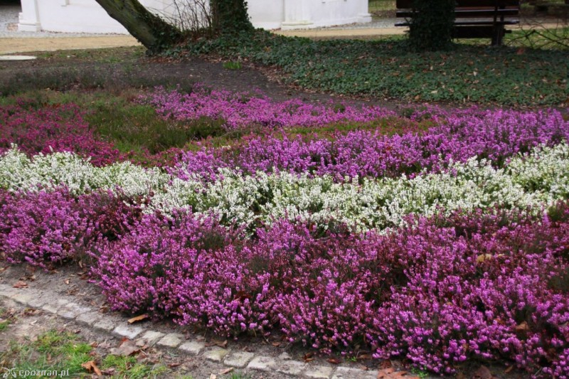 fot. Arboretum Kórnickie