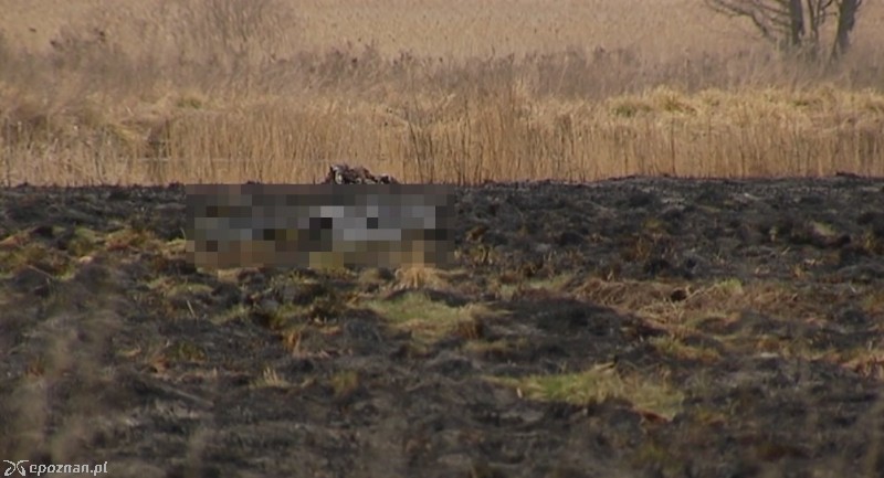 W niedzielę w Kiekrzu w trakcie gaszenia pożaru trawy znaleziono zwłoki człowieka