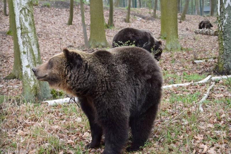 Gienia, a w tle jej mama Ewka | fot. ZOO Poznań