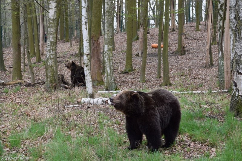 Ewka (bliżej) i Gienia na pierwszym spacerze | fot. ZOO Poznań