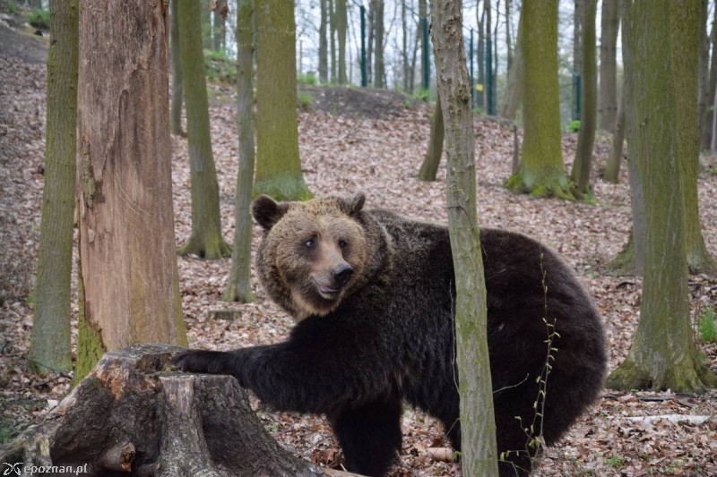Gienia | fot. ZOO Poznań