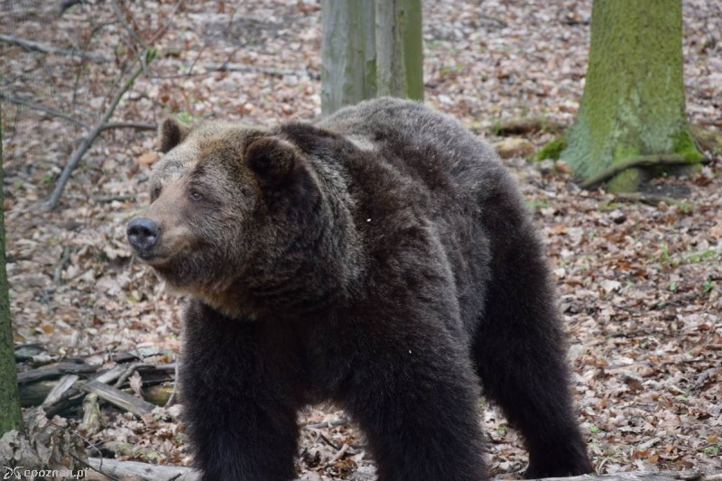 Ewka | fot. ZOO Poznań