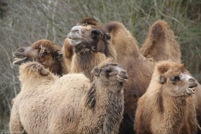 fot. ZOO Poznań