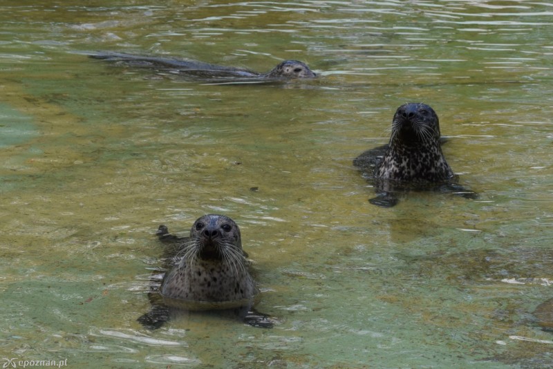 fot. ZOO Poznań