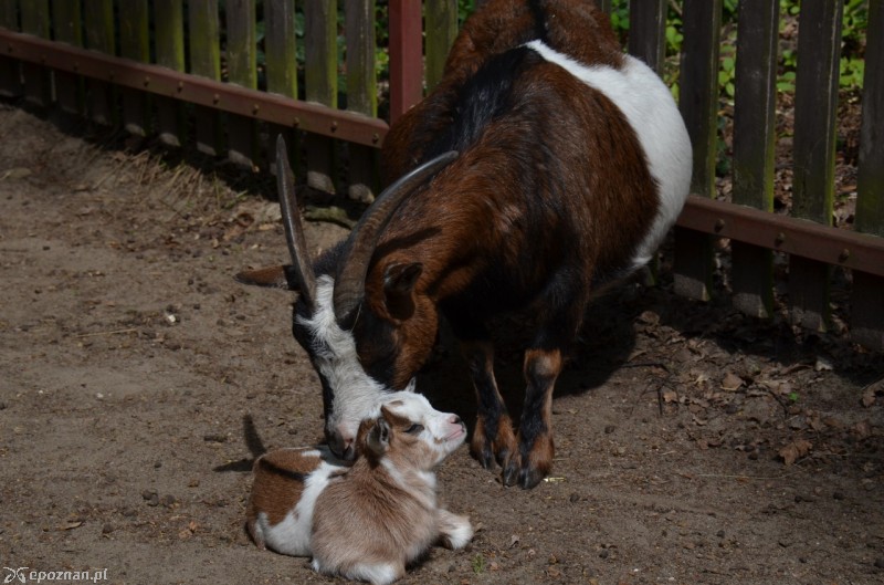 fot. ZOO