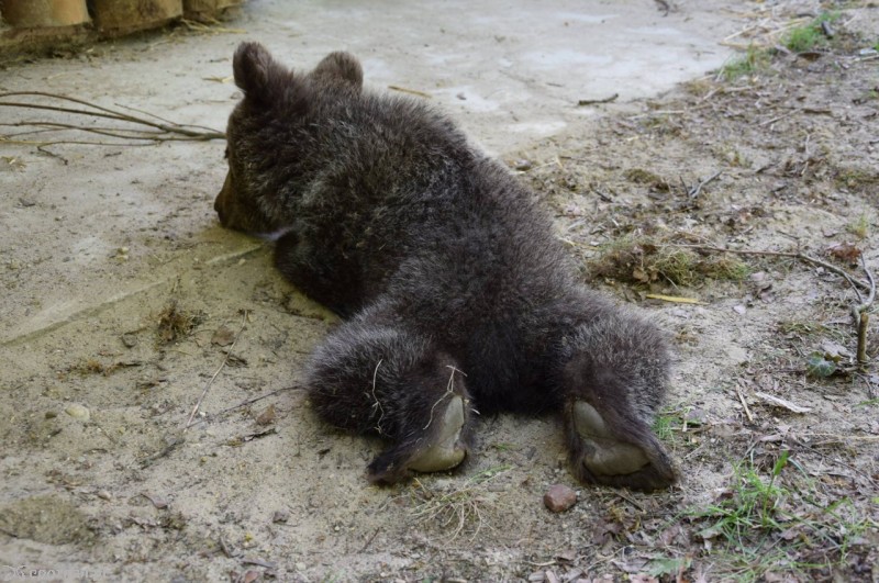 Cisna | fot. ZOO Poznań
