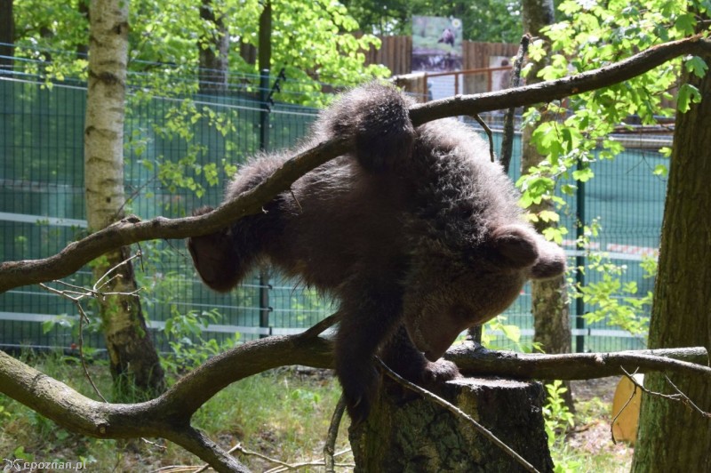 Cisna | fot. ZOO Poznań