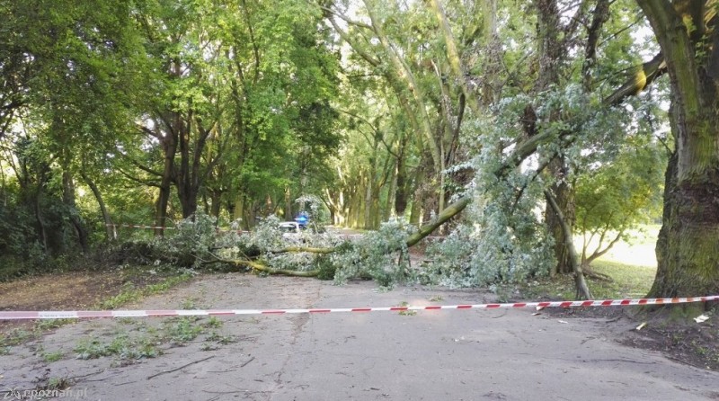 fot. Straż miejska