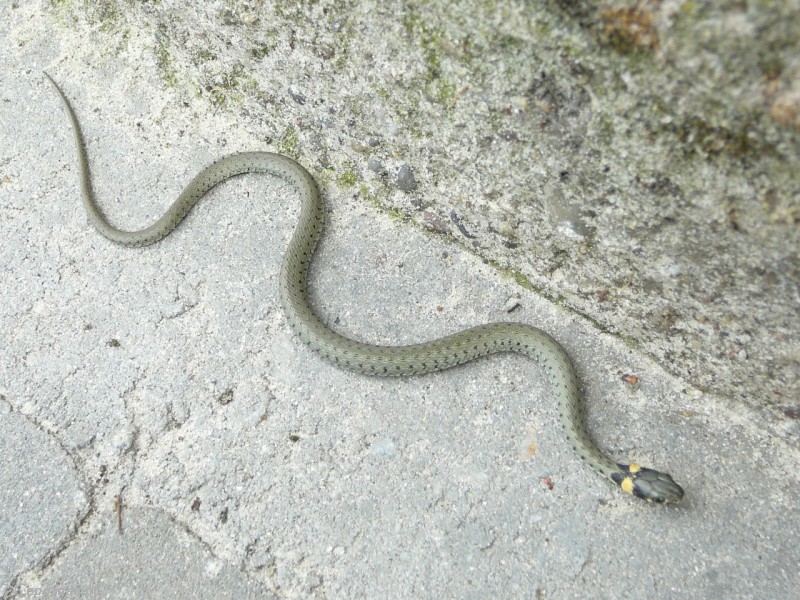 fot. wikimedia