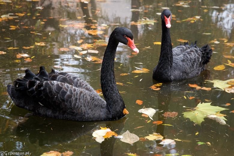 Czarne łabędzie zamieszkały w ZOO w kwietniu | fot. Facebook Śremskie ZOO