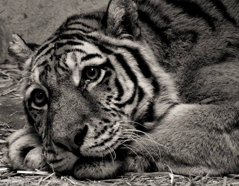 fot. ZOO Poznań