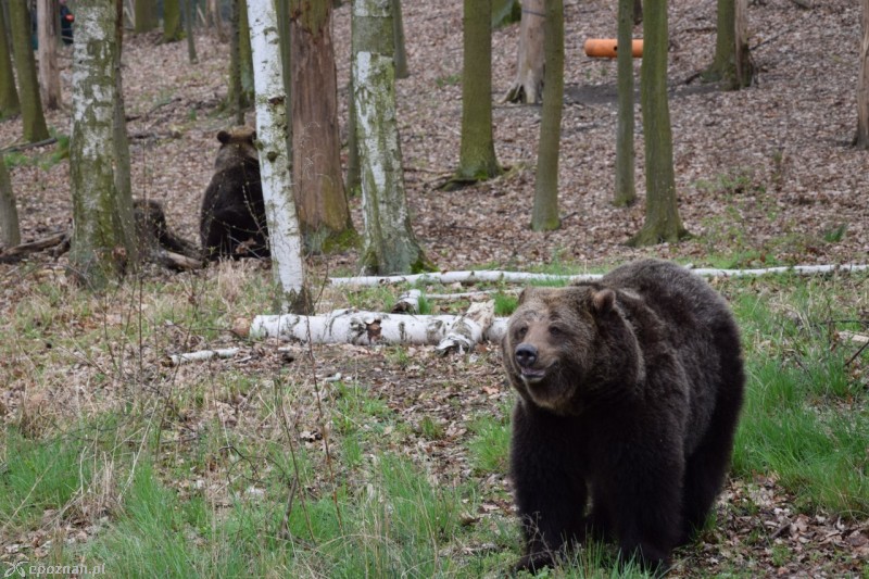 Pierwszy spacer Gieni i Ewki w Nowym ZOO (kwiecień 2016) | fot. ZOO Poznań