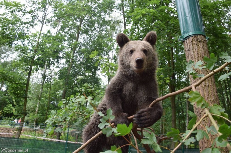 fot. ZOO Poznań