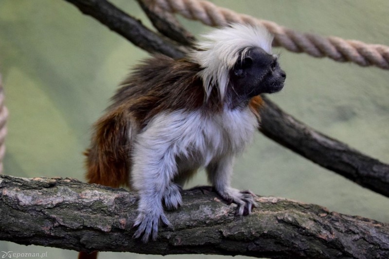 Tamaryna białoczuba | fot. ZOO Poznań
