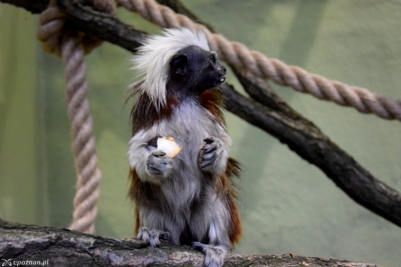 Tamaryna białoczuba | fot. ZOO Poznań