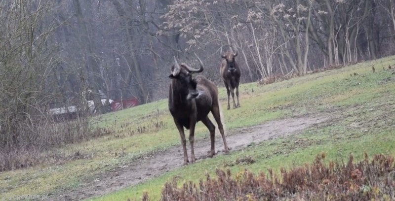 Antylopy gnu | fot. ZOO Poznań