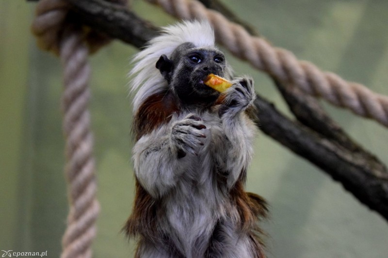 Tamaryna białoczuba | fot. ZOO Poznań