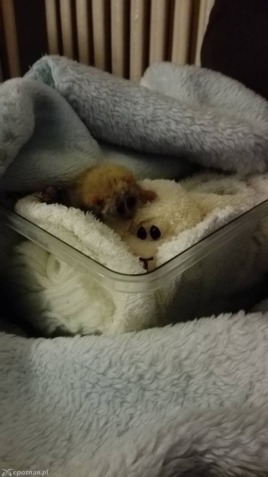 fot. ZOO Poznań