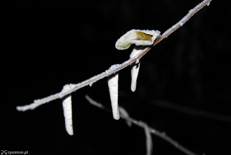 fot. Piotr Knach / archiwum