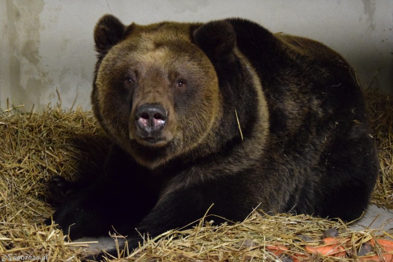 Wojtusia | fot. ZOO Poznań