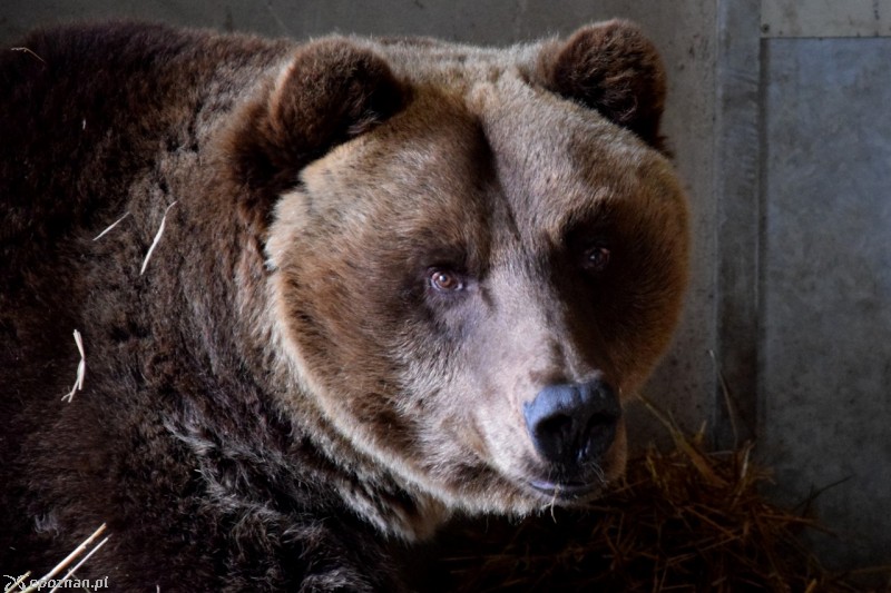 Pietka | fot. ZOO Poznań
