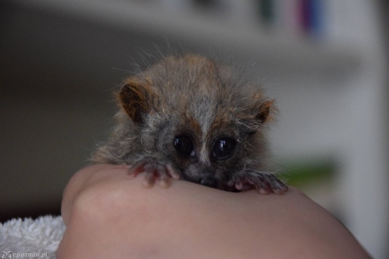 fot. Nowe ZOO Poznań