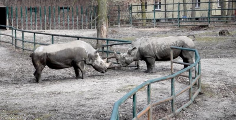 Na wybiegach w Nowym ZOO coraz większe poruszenie