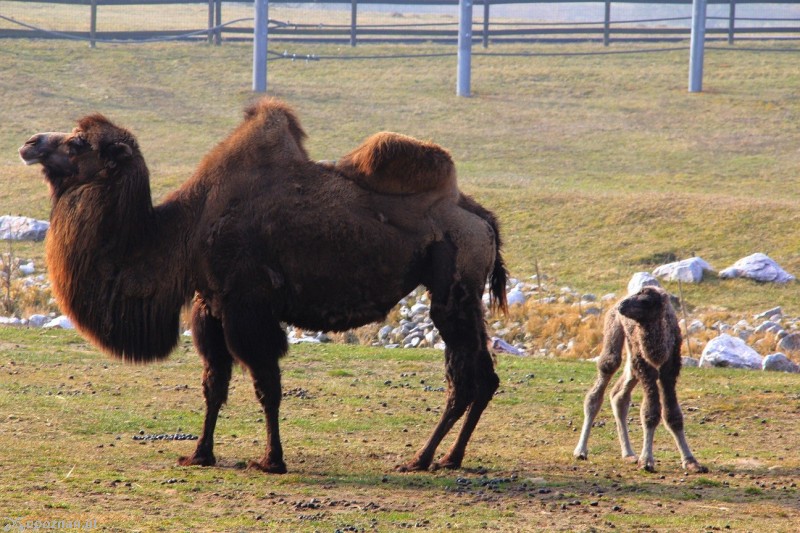 fot. Nowe ZOO