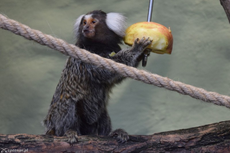 fot. ZOO Poznań