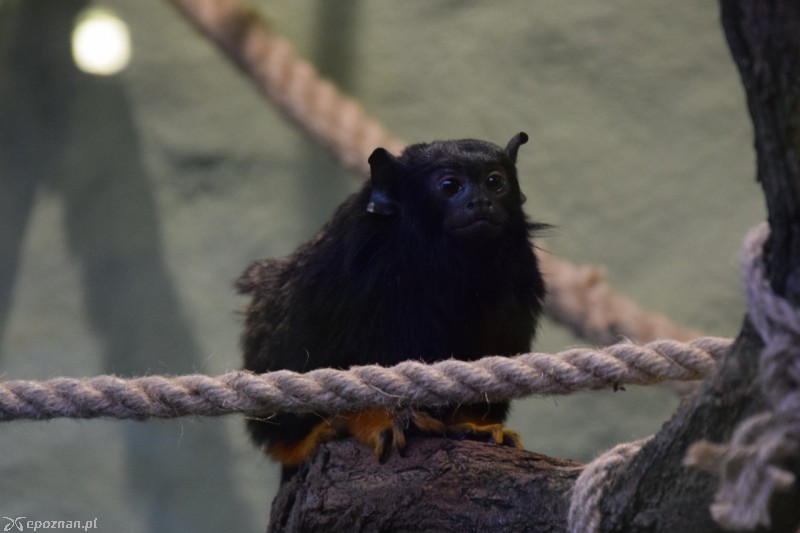 fot. ZOO Poznań