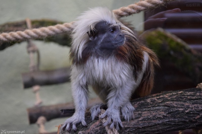 fot. ZOO Poznań