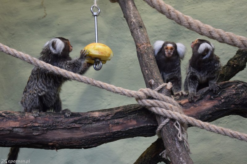 fot. ZOO Poznań