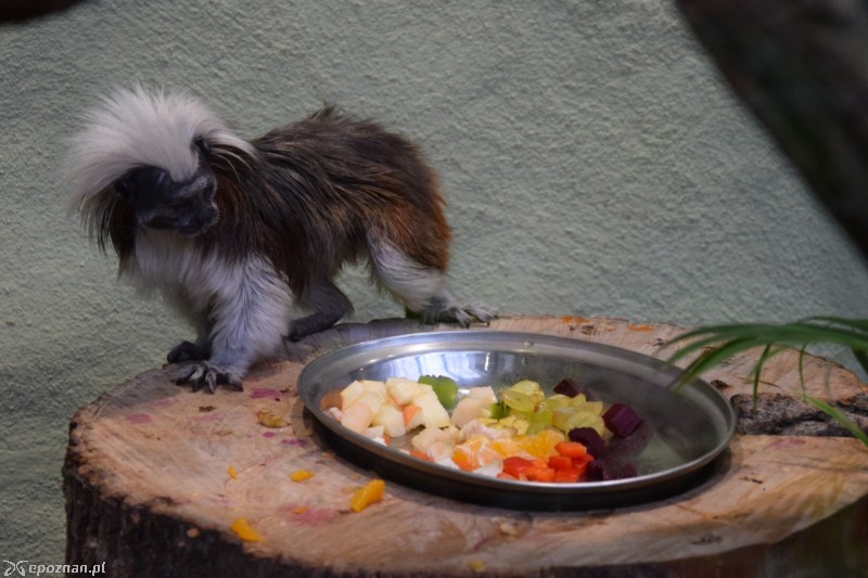 fot. ZOO Poznań