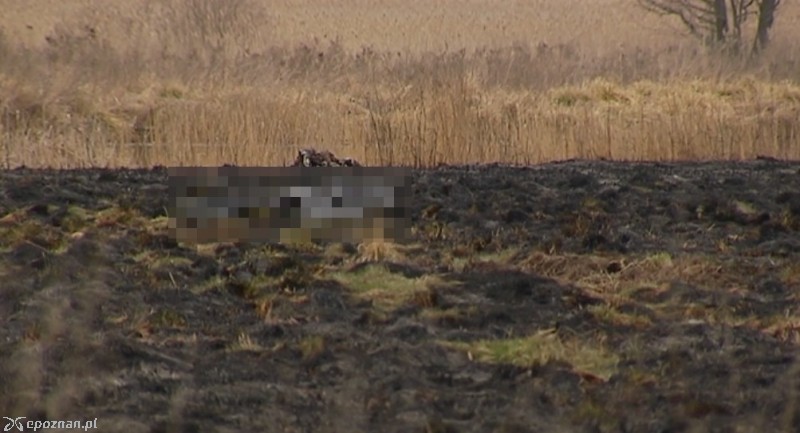 Zdjęcie archiwalne: w kwietniu 2016 roku w Kiekrzu w trakcie gaszenia pożaru trawy także znaleziono zwłoki człowieka
