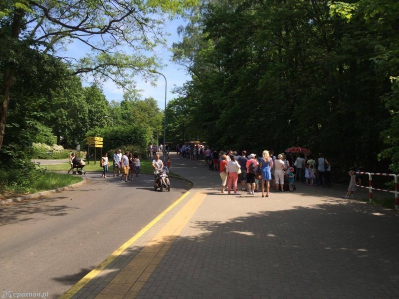Kolejka do ZOO w maju ubiegłego roku | fot. Zbigniew Jacko