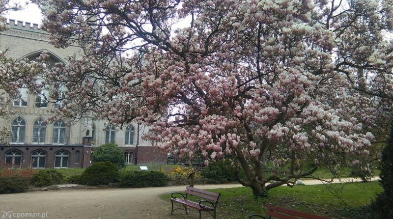 fot. Arboretum Kórnickie
