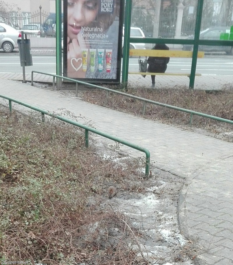 Szczur biegający w lutym po pl. Wyspiańskiego | fot. Nadia