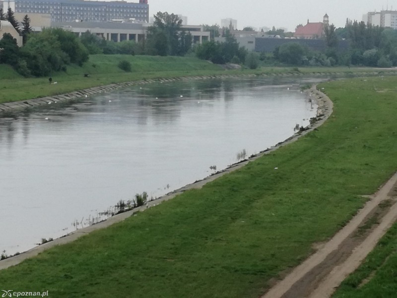 Śmieci w rzece | fot. Piotr