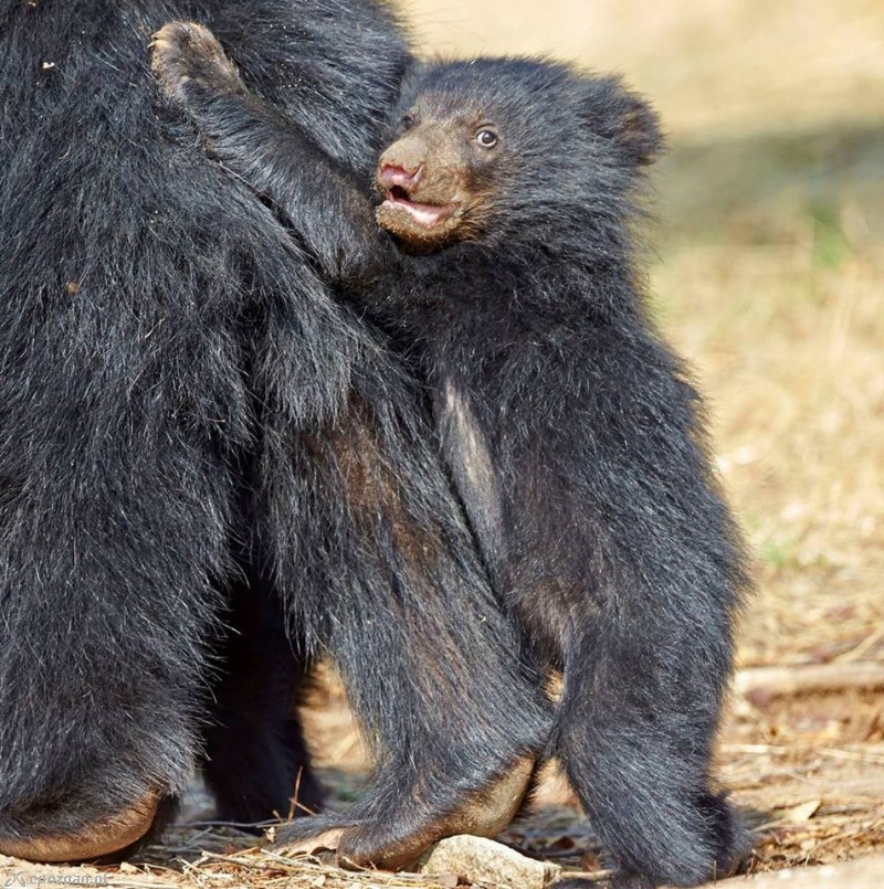 fot. Don Vittorio Prestige for Wild Animals