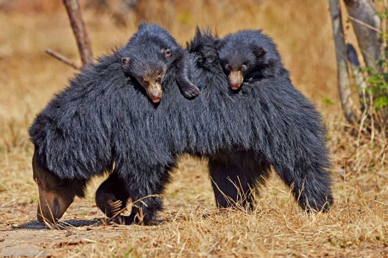 fot. Don Vittorio Prestige for Wild Animals