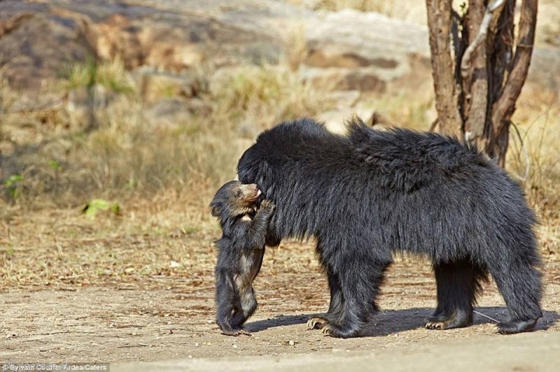 fot. Don Vittorio Prestige for Wild Animals