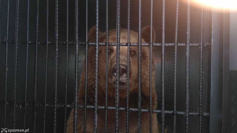 Baloo w trakcie transportu do Poznania w lipcu 2016 roku | fot. ZOO Poznań