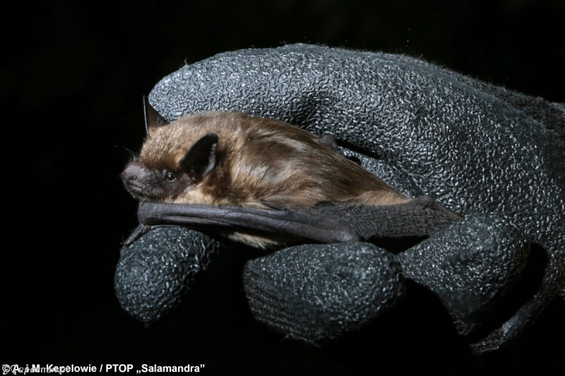 fot. A. i M. Kepelowie / PTOP Salamandra