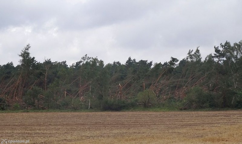 fot. Nadleśnictwo Gniezno