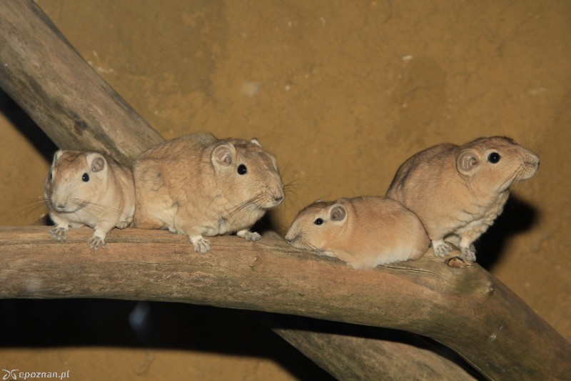 Gundie  | fot. Nowe ZOO
