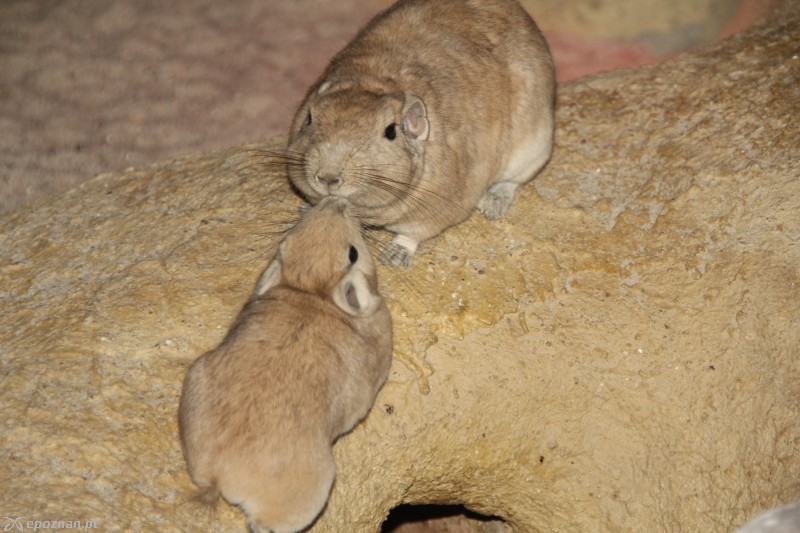 Gundie | fot. Nowe ZOO