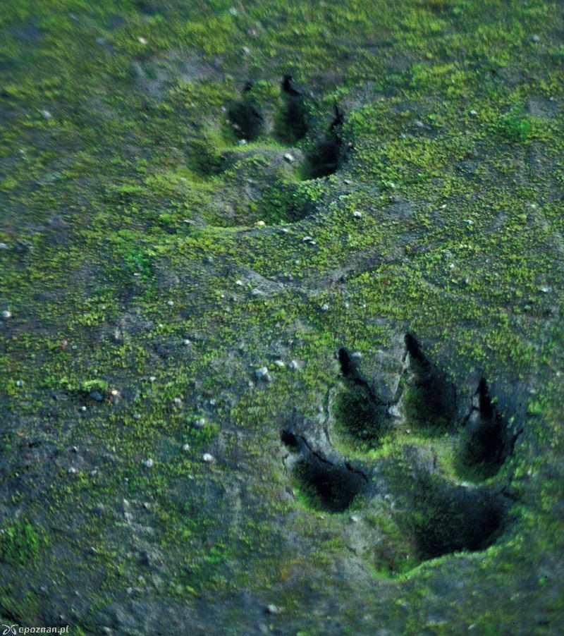 fot. U.S. Fish & Wildlife Service / Wikipedia