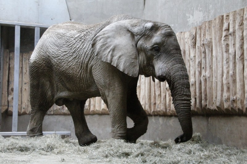 fot. Nowe Zoo, archiwum